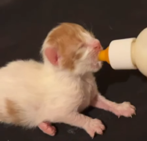 Bottle Fed Kitten