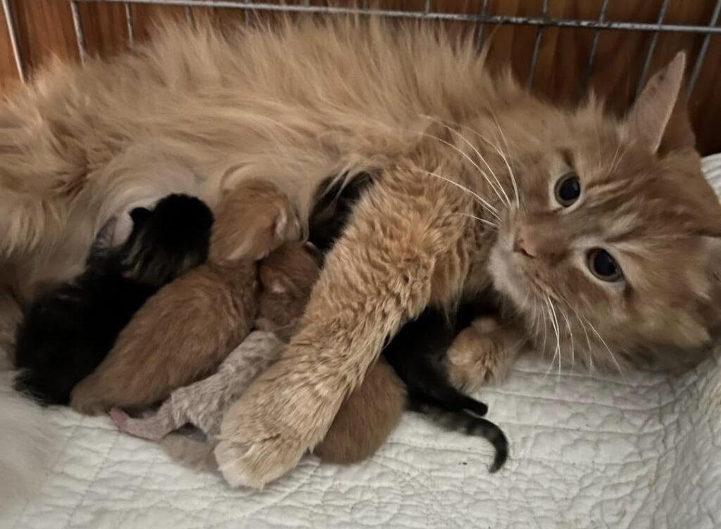 Cat with kittens